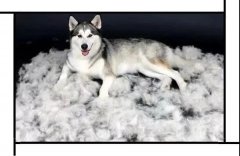 毛質(zhì)差、過(guò)度脫毛？華興重磅推出犬美毛處方糧