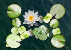 夏至丨夏花燦爛，愛(ài)至美好